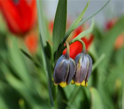 Fritillaria michailovskyi