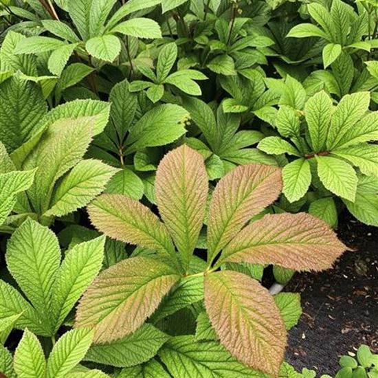 Rodgersia henrici