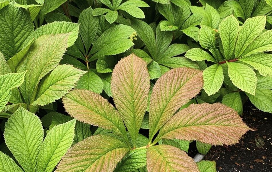 Rodgersia henrici