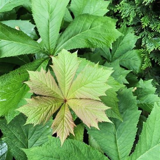 Rodgersia podophylla