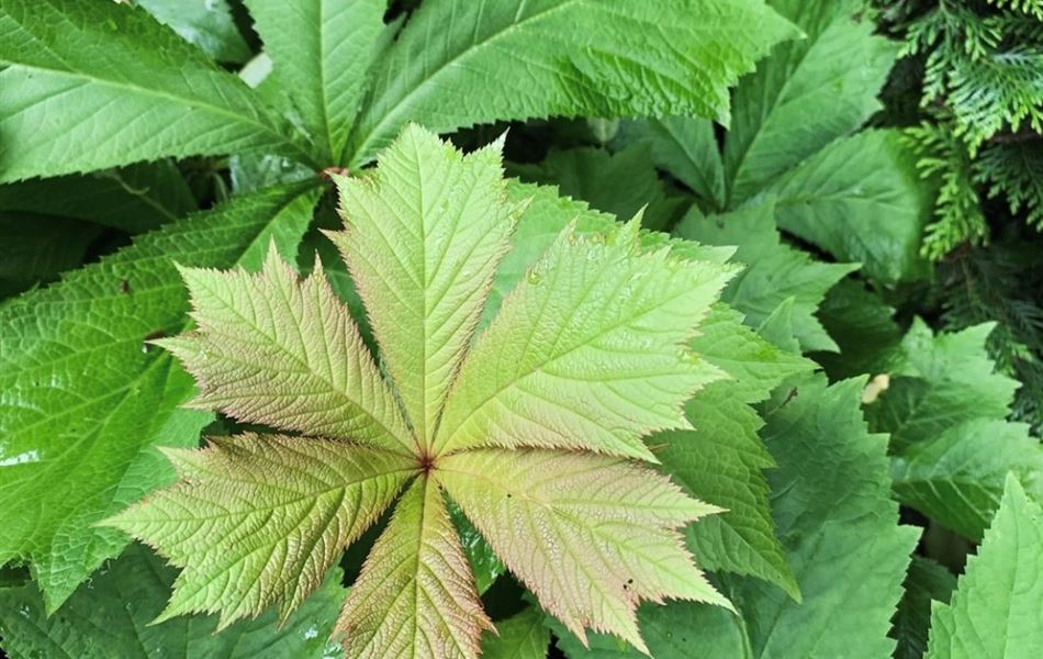 Rodgersia podophylla