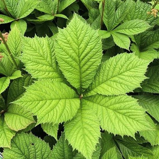 Rodgersia sambucifolia