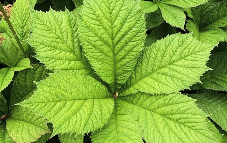 Rodgersia sambucifolia