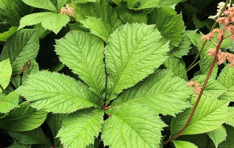 Rodgersia aesculifolia