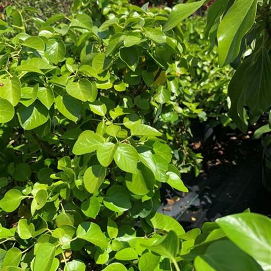 Hedera hibernica 'Arbori Compact'