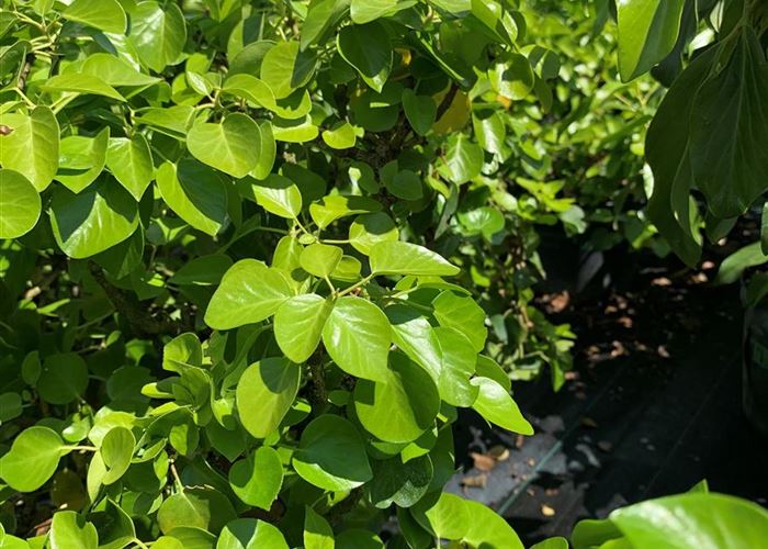 Hedera hibernica 'Arbori Compact'