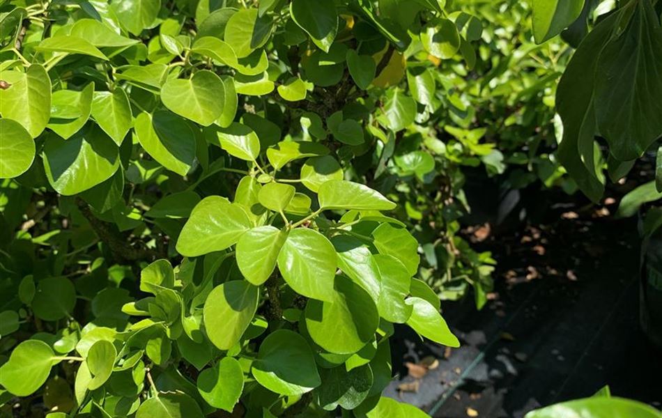 Hedera hibernica 'Arbori Compact'