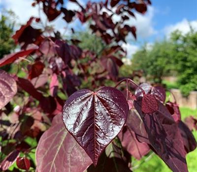 Cercis canadensis 'Forest Pansy'