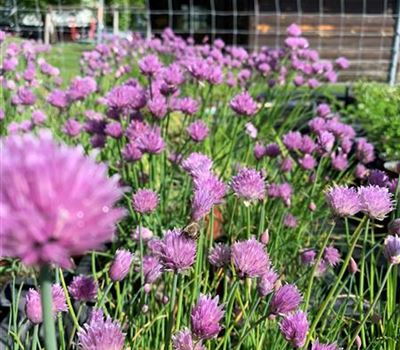 Allium schoenoprasum