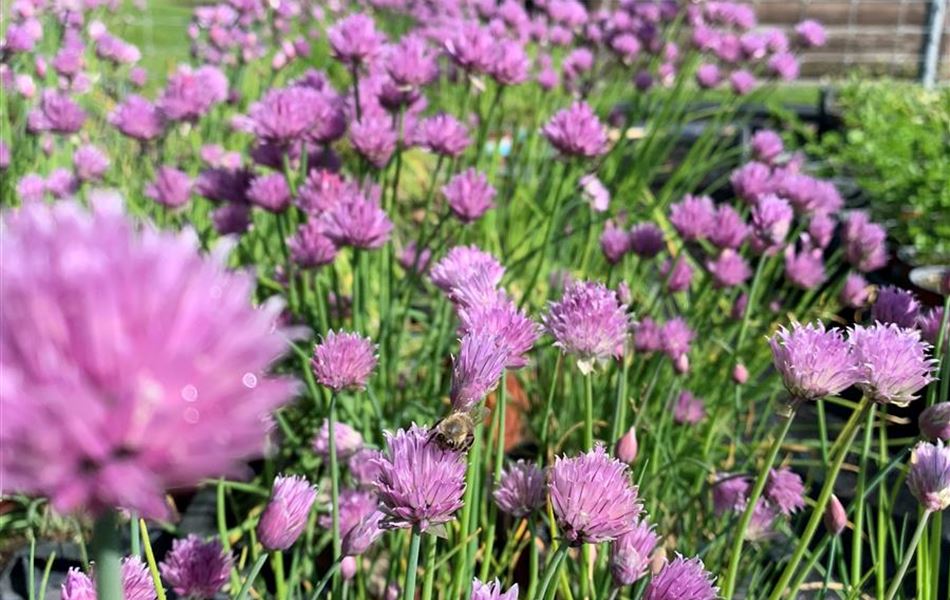 Allium schoenoprasum