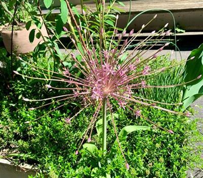 Allium schubertii