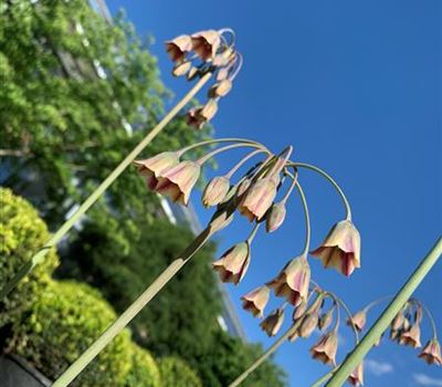 Allium siculum