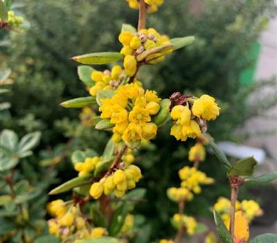 Berberis julianae