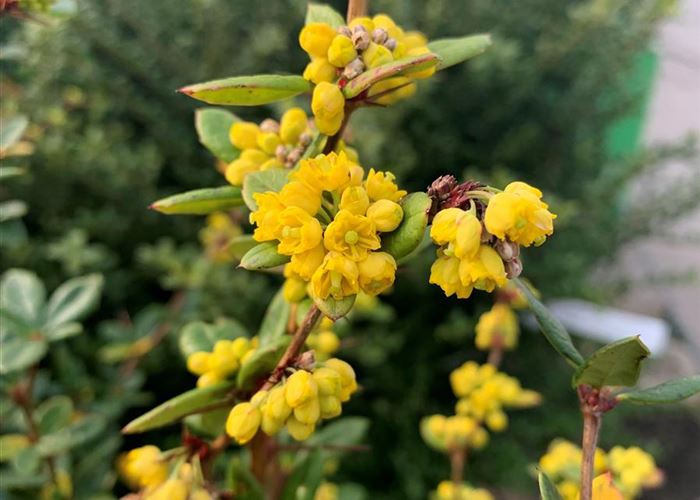 Berberis julianae