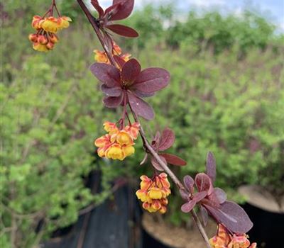 Berberis ottawensis (x) 'Superba'