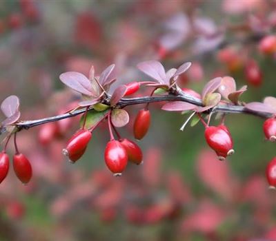 Berberis thunbergii 'Atropurpurea'