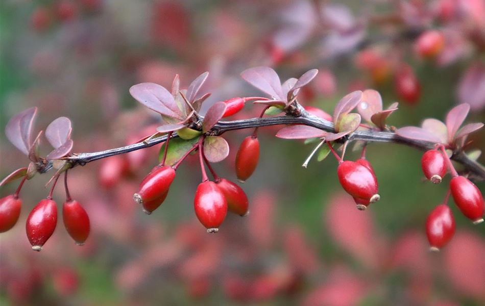 Berberis thunbergii 'Atropurpurea'