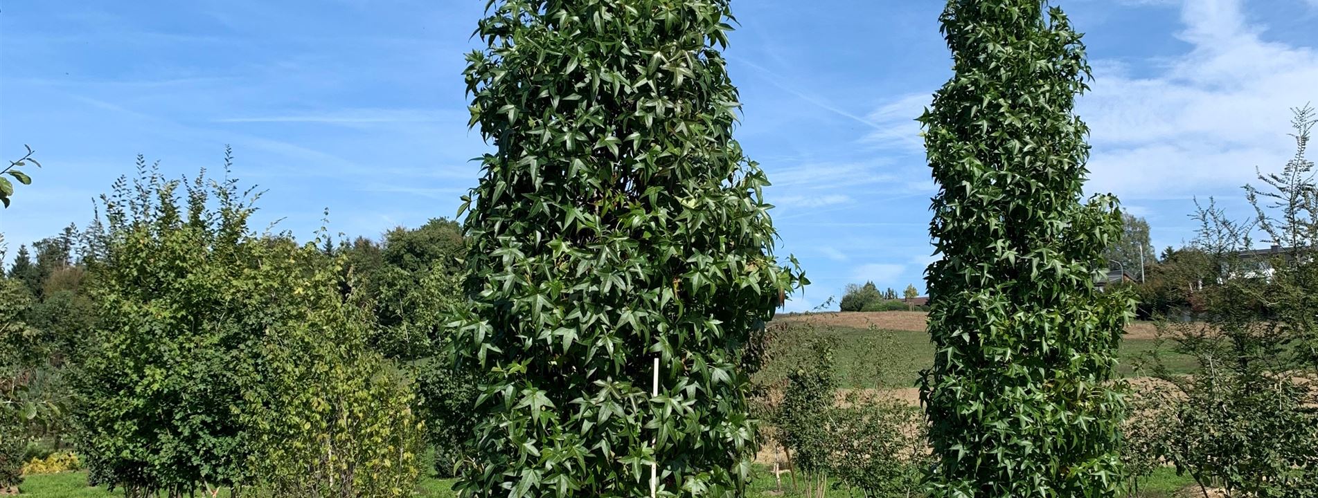 Liquidambar styraciflua 'Slender Silhouette'