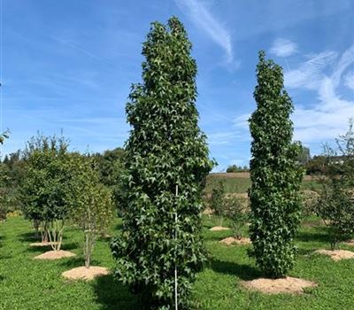 Liquidambar styraciflua 'Slender Silhouette'