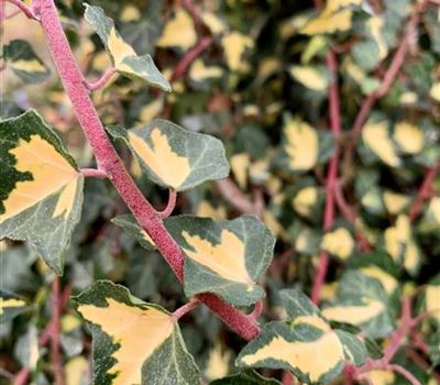 Hedera helix 'Goldheart'