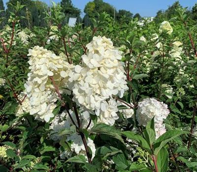 Hydrangea paniculata 'Vanille-Fraise'