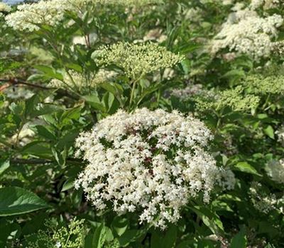 Sambucus nigra