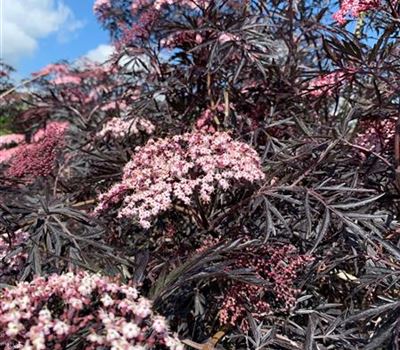 Sambucus nigra 'Black Lace'