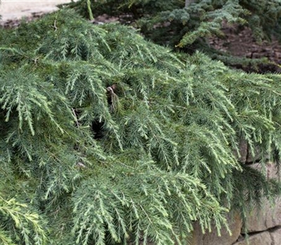 Cedrus deodara 'Feelin' Blue'