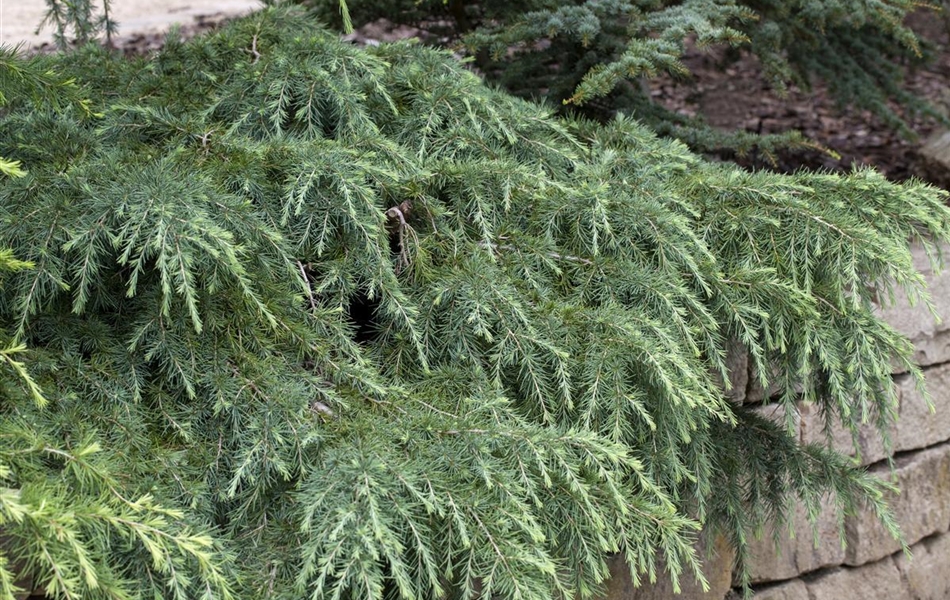 Cedrus deodara 'Feelin' Blue'