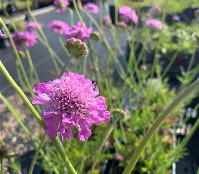 Scabiosa columbaria 'Pink Mist'