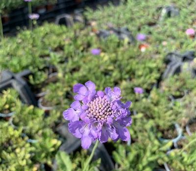 Scabiosa columbaria 'Mariposa Blue'