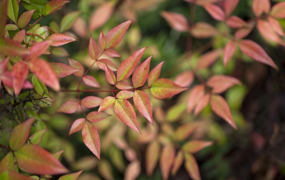 Nandina domestica