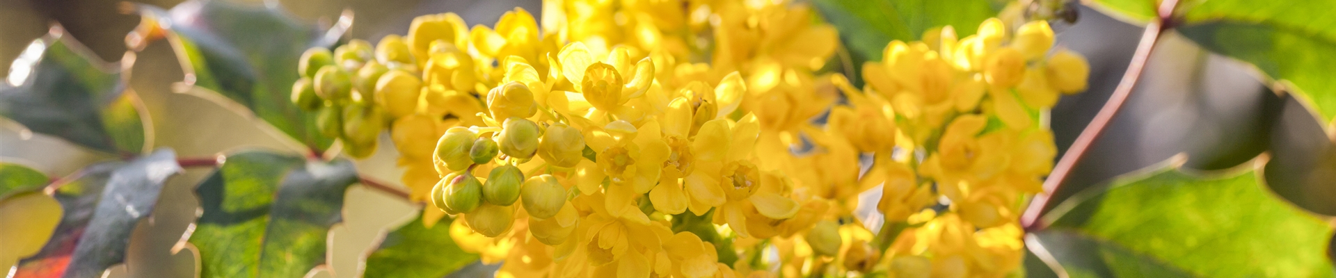 2017-11-08-Gartenkalender.jpg