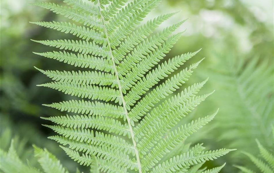 Athyrium filix-femina