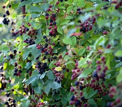 Rubus fruticosus 'Loch Ness' (Nessy)