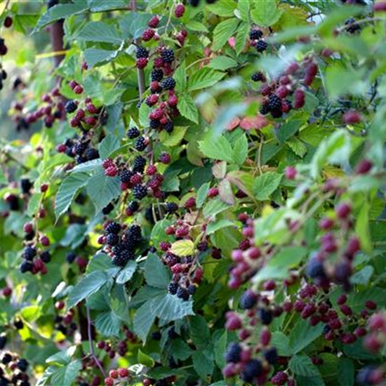 Rubus fruticosus 'Loch Ness' (Nessy)