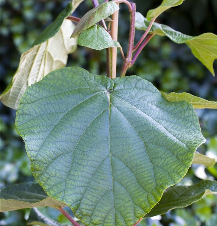 Kiwi, Strahlengriffel