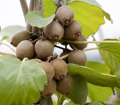 Actinidia deliciosa 'Solissimo'