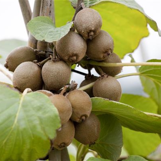 Actinidia deliciosa 'Solissimo'