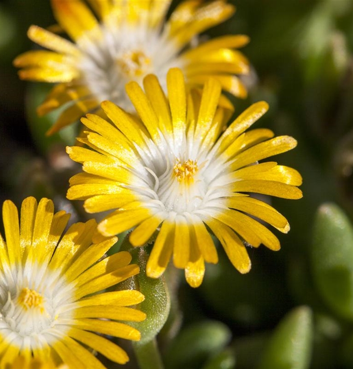 Mittagsblümchen