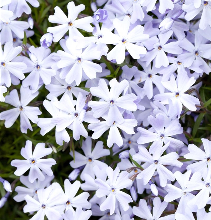 Polsterphlox