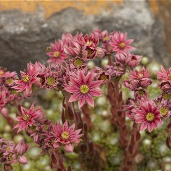 Sempervivum arachnoideum