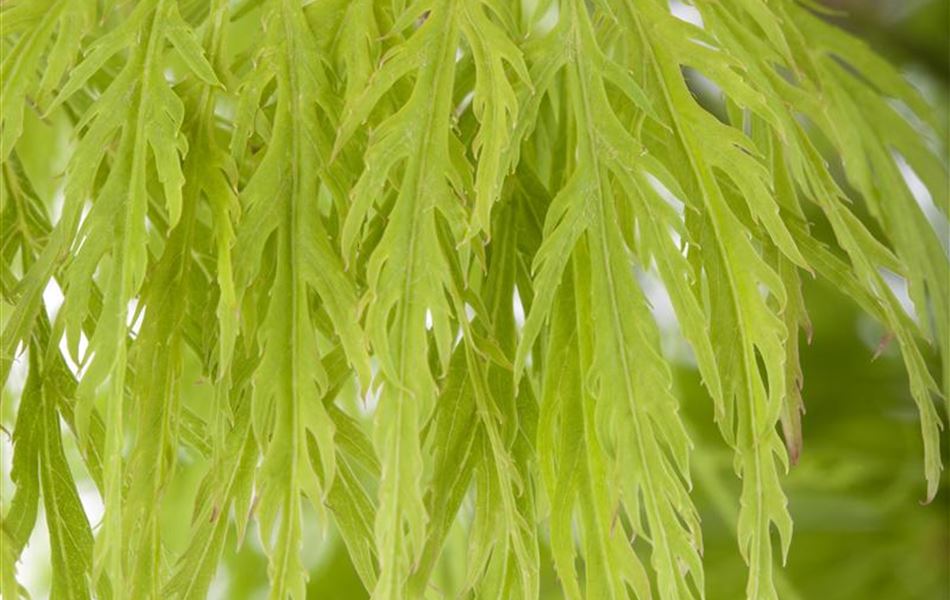 Acer palmatum 'Dissectum'