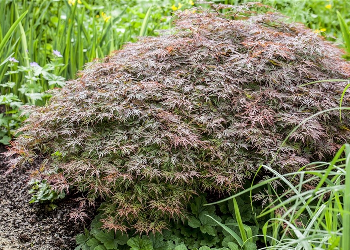 Acer palmatum 'Garnet'