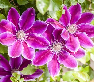 Clematis (Grossbl., frühblüh. Gruppe) 'Dr Ruppel'