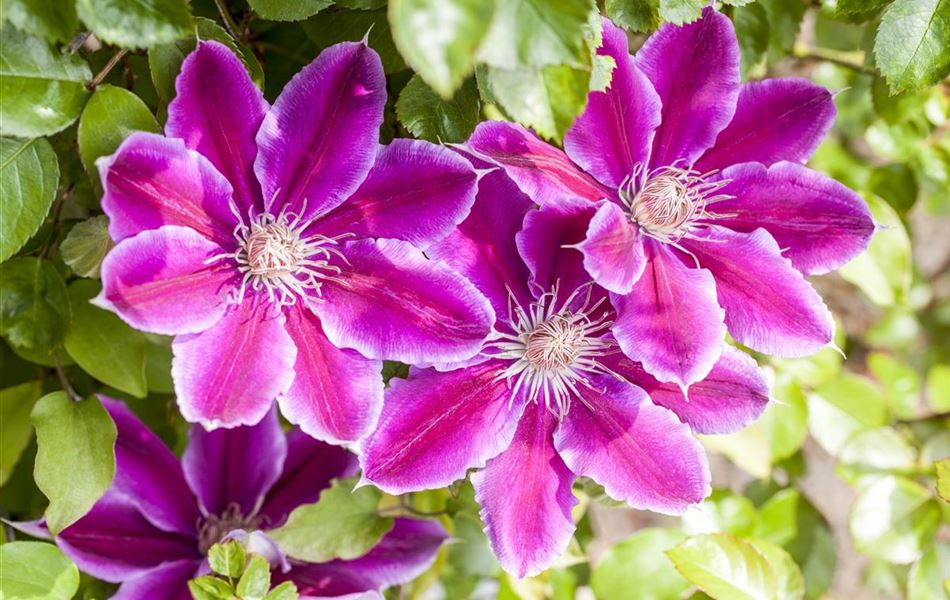 Clematis (Grossbl., frühblüh. Gruppe) 'Dr Ruppel'