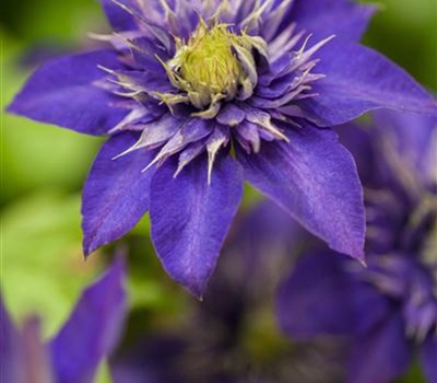 Clematis (Grossbl., frühblüh. Gruppe) 'The President'