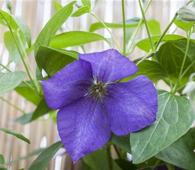 Clematis (Grossbl., spätblüh. Gruppe) 'Jackmanii'