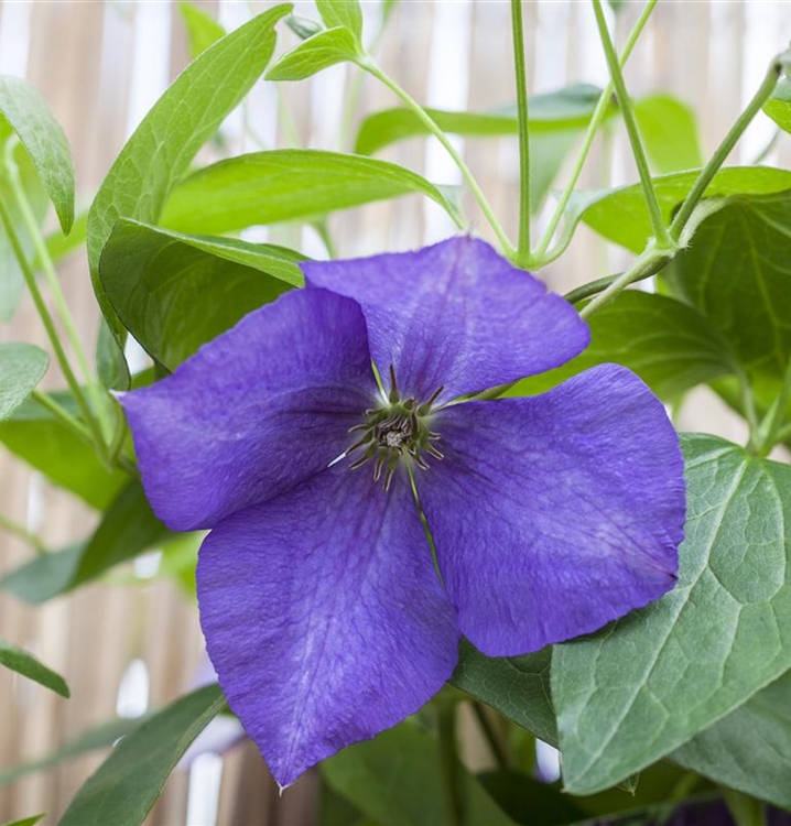 Waldrebe, Clematis