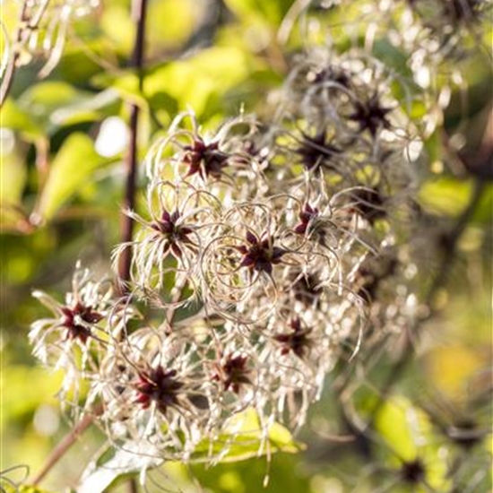 Clematis tangutica